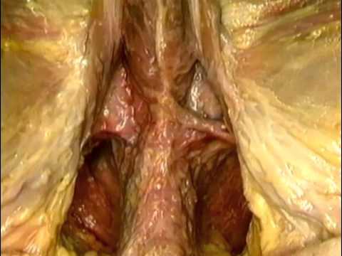 05 Músculos Del Periné