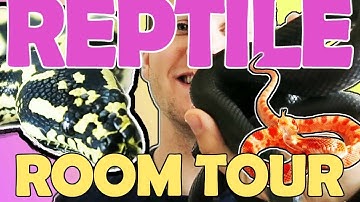 REPTILE ROOM TOUR! SEPTEMBER 2017 CORN SNAKES CARPET PYTHONS!