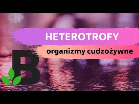 Wideo: Czym jest zarówno heterotroficzne, jak i autotroficzne?