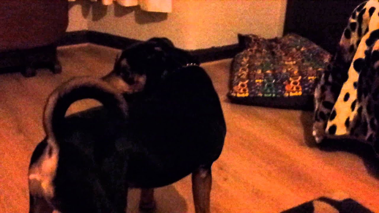 Dog chases tail. 