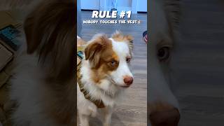 NOBODY touches the vest! #australianshepherd #dog #funnydog