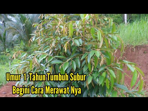 Cara Merawat Pohon Durian Kecil
