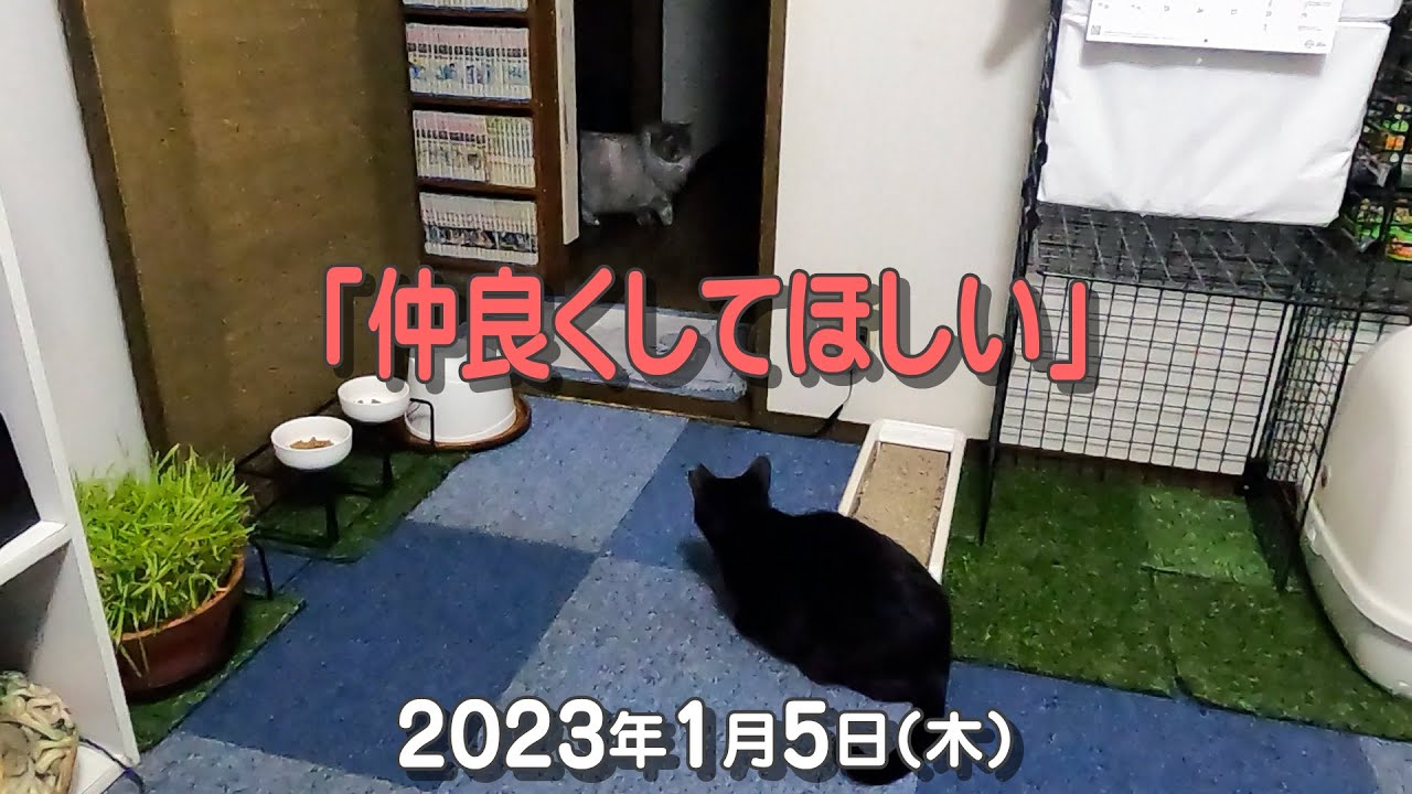 我が家の猫たち 仲良くしてほしい 23年1月5日 木 I Want All Cats To Get Along にゃんこ3きょうだい日記 Diary Of 3cats 猫動画 猫 Youtube