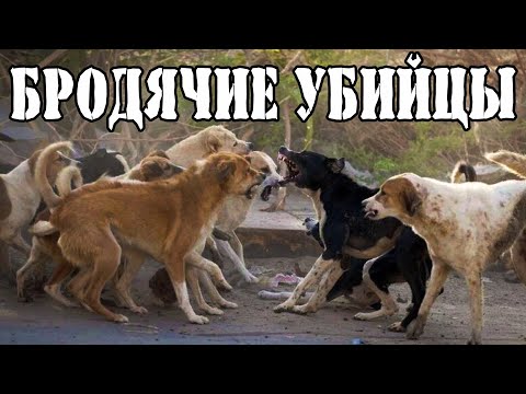 Видео: Решения для собак