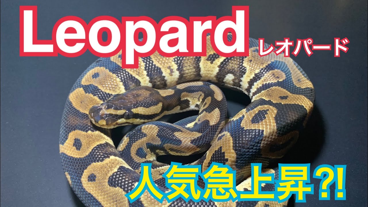 モルフ解説 パターン系ボールパイソン ボールパイソンレオパード Joereptiles Youtube