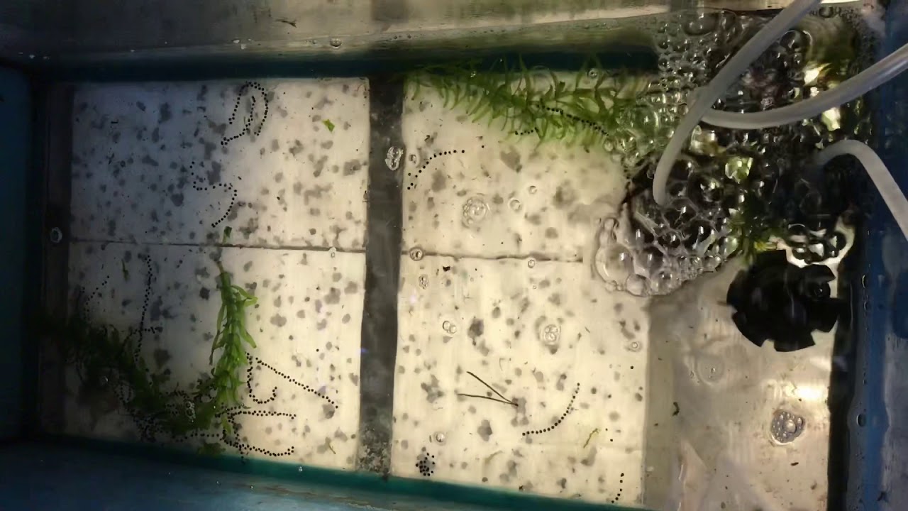Comman toad spawn egg to toadlet lifecycle