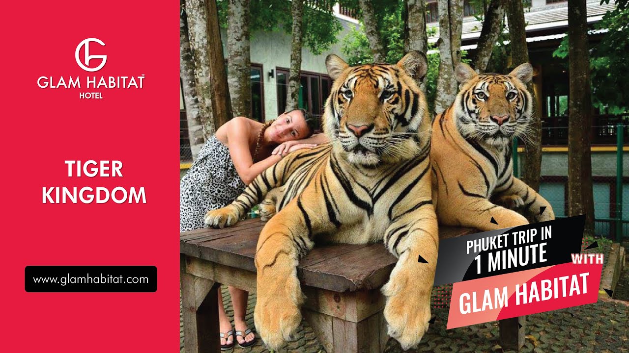 Tiger Kingdom - Kamala Beach Hotel - Glam Habitat hotel Phuket