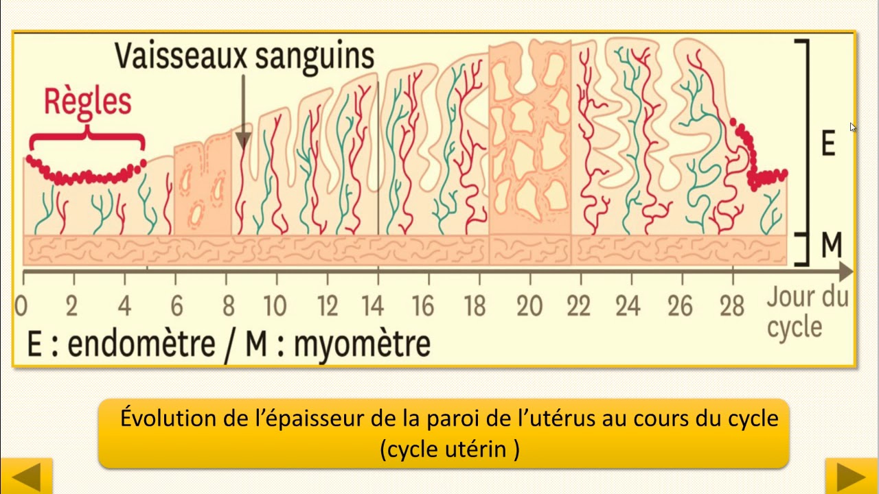 L'origine Des Règles Svt 4ème Correction