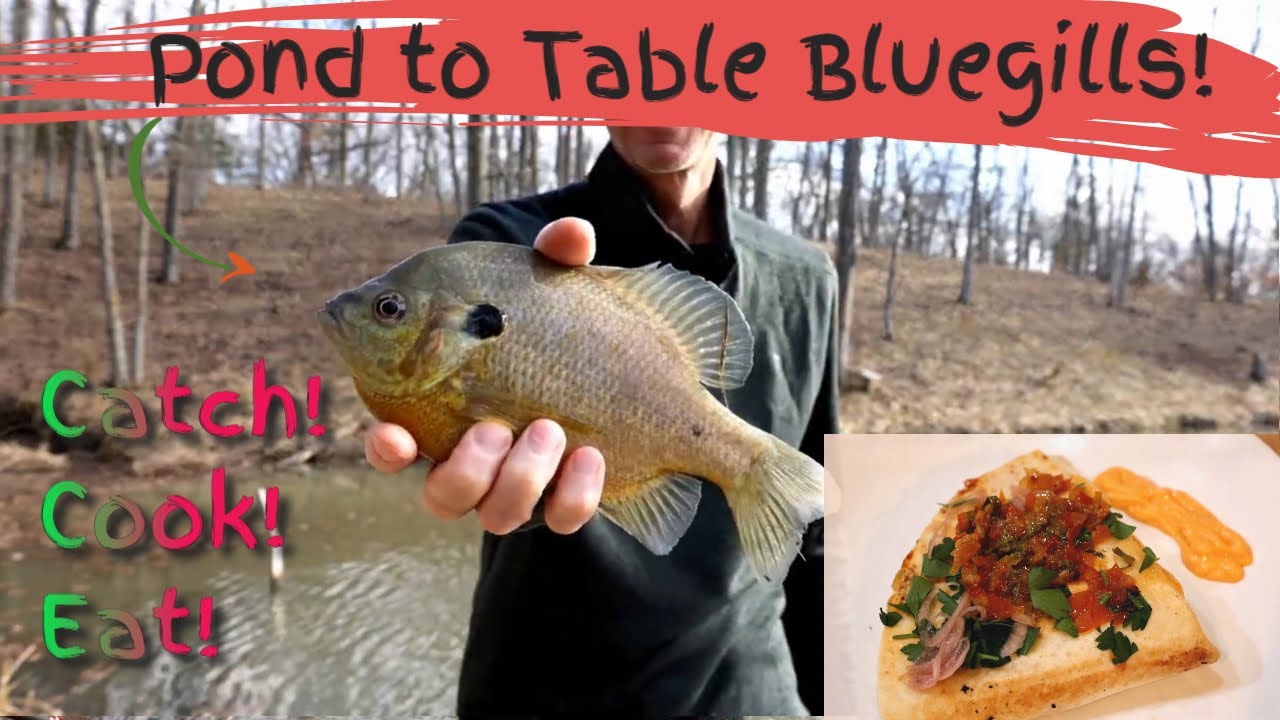 Pond Bluegill Fishing From Pond to Table! YouTube