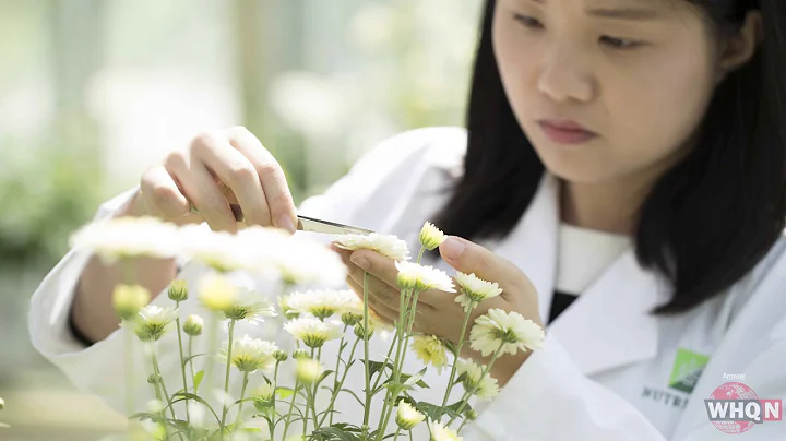 Amway and Chinese institute map Chrysanthemum genome | WHQ News - DayDayNews