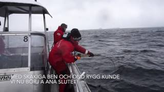 Premiärfiske Å 2017