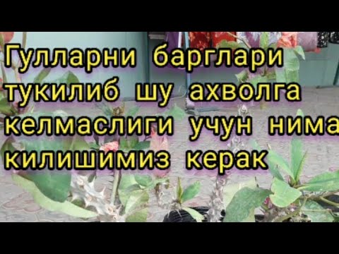 Video: Nega geranium barglari quriydi? Yangi boshlanuvchilar uchun uyda geranium parvarishi