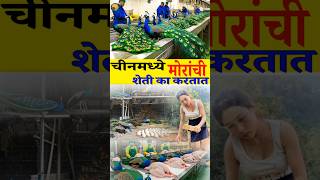 🦚 चीन मध्ये मोरांची शेती का करतात🦚 #shorts #ytshorts #peacock #marathi