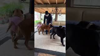 Joyful reunion: heartwarming welcome home by furry family in Smoke Rise, Alabama
