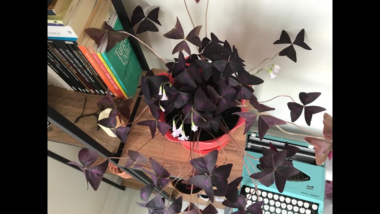 Uyku çiçeği / Süs yoncası en basit yöntemle çoğaltma