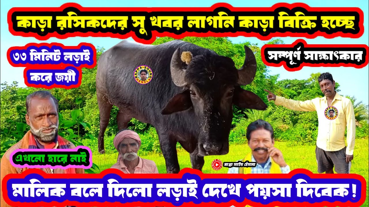 কাড়া রসিকদের সু খবর লাগনি কাড়া বিক্রি হচ্ছে♨️মালিক বলে দিলো লড়াই দেখে পয়সা দিবেক 