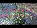 トマトを植えたら初めにやるべきこと！