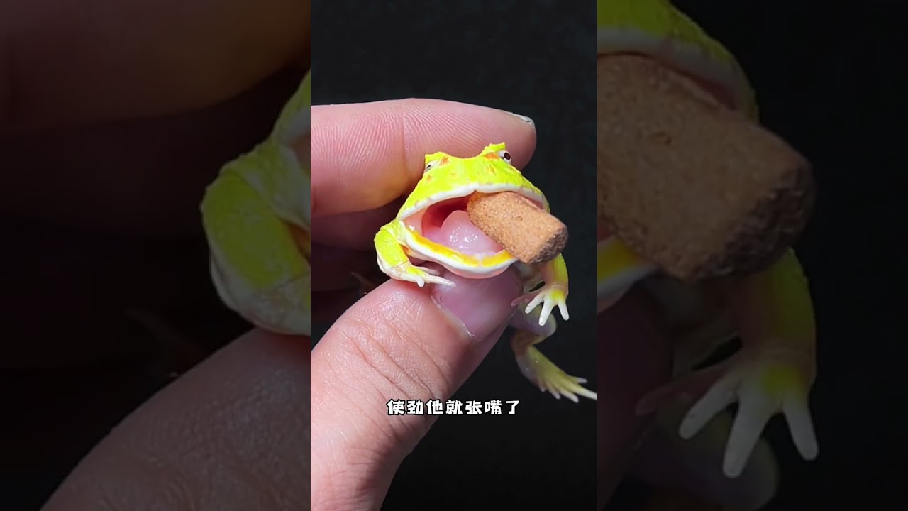 角蛙不吃东西怎么办