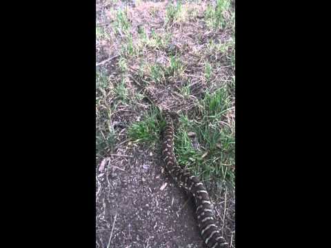 2012 Bredli Python