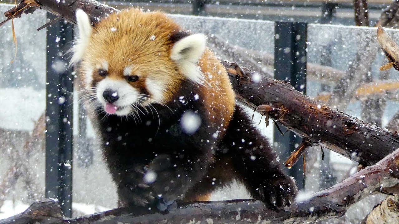 雪とリンゴ セイタ Youtube 雪とリンゴ セイタ Youtube