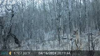 Moved A Camera, Deer Family Are Back!