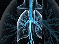 Inside Human Lungs in 3D 🫁.#lungs #3danimation #humanbody
