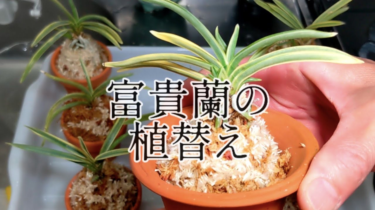 富貴蘭の植替え Youtube