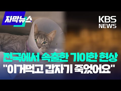 [자막뉴스] 전국에서 속출한 기이한 현상&quot;이거먹고 갑자기 죽었어요&quot; / KBS 2024.04.17.