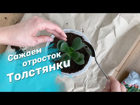 Как укоренить и посадить отросток Толстянки (Денежное дерево) | Результаты после 2-х месяцев