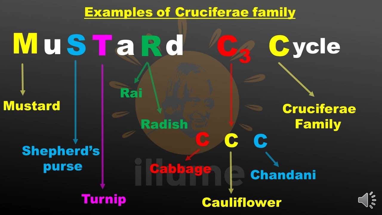 Mnemonic Trick To Remember Examples Of Cruciferae Brassicaceae Mustard Family For Neet Youtube Mnemonic Trick To Remember Examples Of Cruciferae Brassicaceae Mustard Family For Neet Youtube