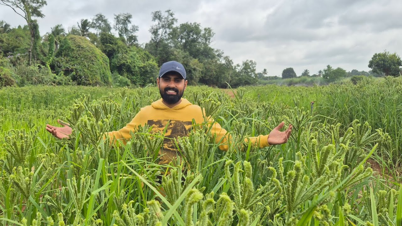 ರಾಗಿ ಬೆಳೆಯುವ ವಿಧಾನ (Rāgi beḷeyuva vidhāna) or ರಾಗಿ ಕೃಷಿ by GKVK 