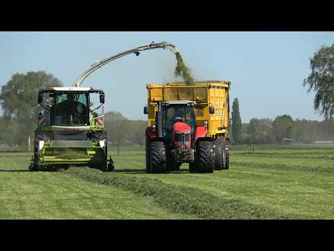 Gras hakselen door loonbedrijf Reimink met een Claas Jaguar 950 en Massey Ferguson trekkers (2026)