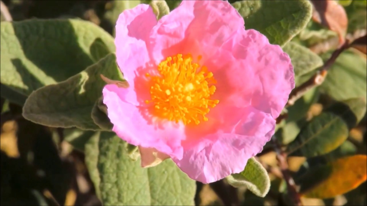 Rio Formosa Natural Park