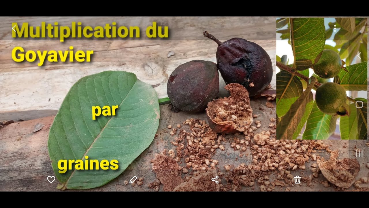 Comment multiplier le goyavier