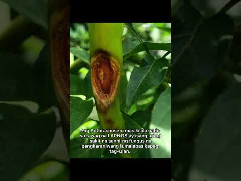 Video: Mga Sintomas ng Anthracnose Sa Avocado - Paggamot sa Anthracnose sa Mga Puno ng Avocado
