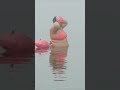 Notorious Alki Swimmers jump in, no matter the weather