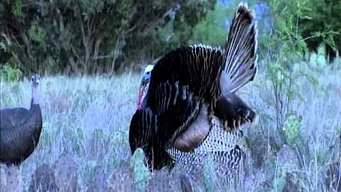 Eddie Stevenson Trijicon Turkey Hunt at Live Oak H...