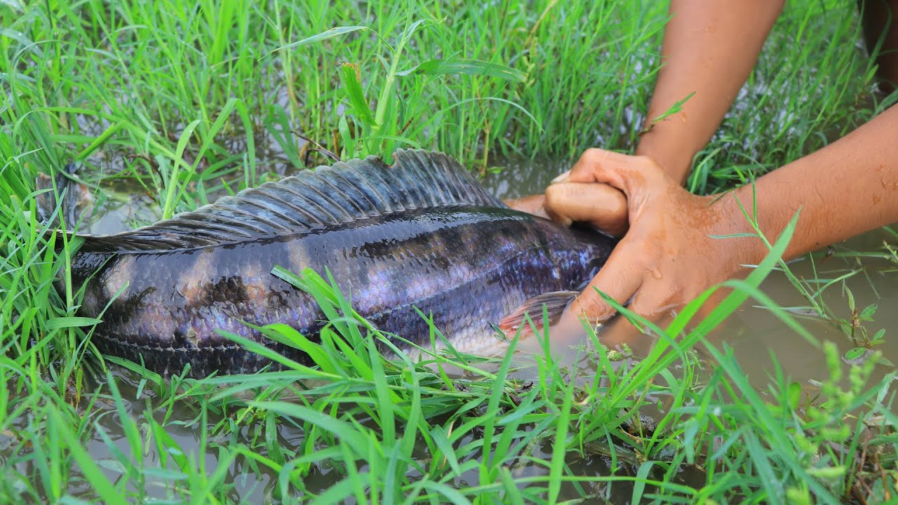 Best Fishing Video 2022 - Catch Big Fish By Hand In Water Mud