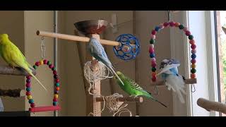 2 hours Budgie Sounds for lonely bird with calming music