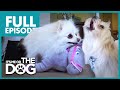 The Terrible Two: Pixie and Tyson | Full Episode | It's Me or the Dog