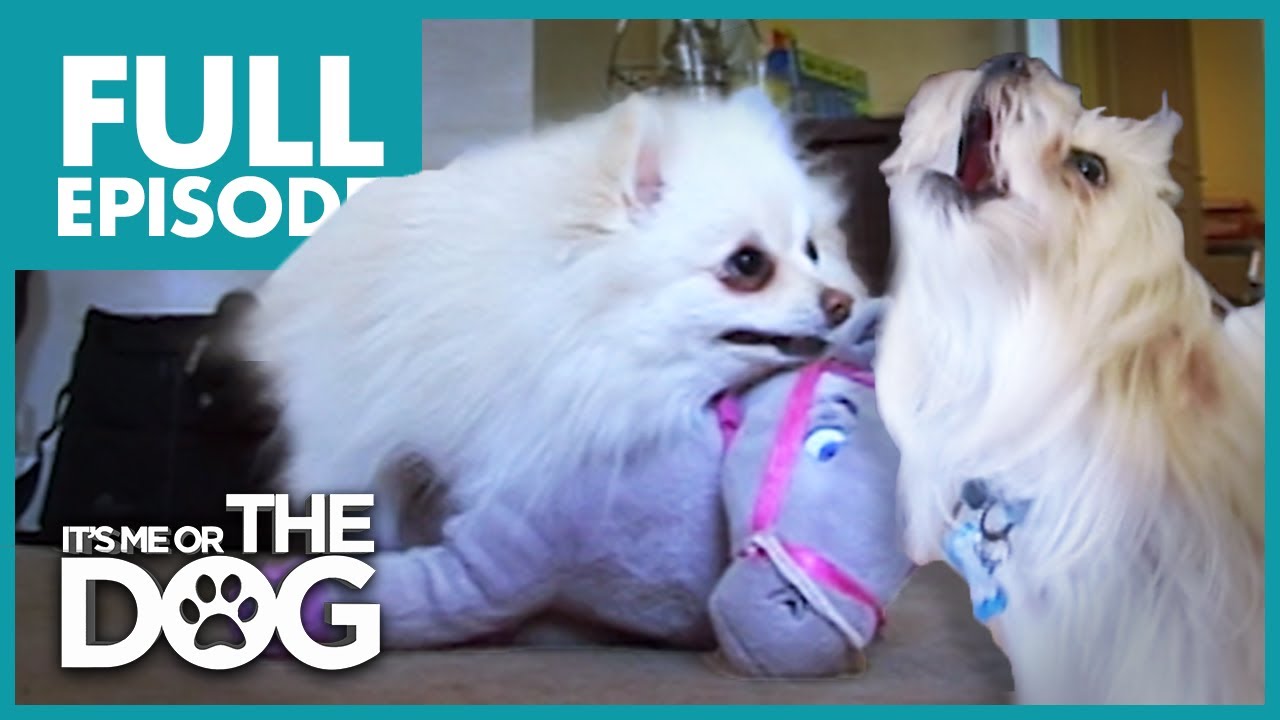 puppy training potty The Terrible Two: Pixie and Tyson | Full Episode | It's Me or the Dog