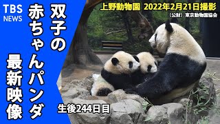 【最新映像】上野動物園の双子のパンダ　仲良く2頭並んでママのおっぱい飲んでます(2月21日撮影）