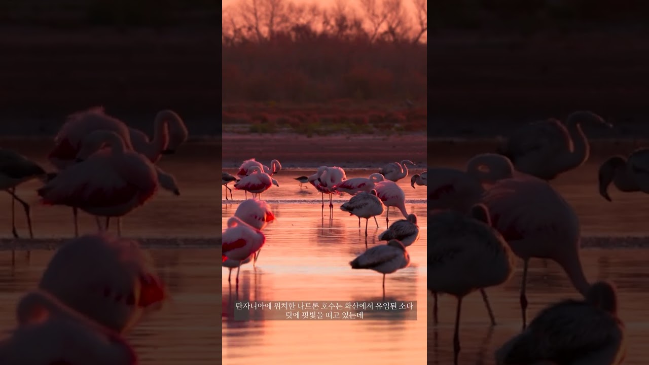 우아한 자태의 새, 홍학 - YouTube