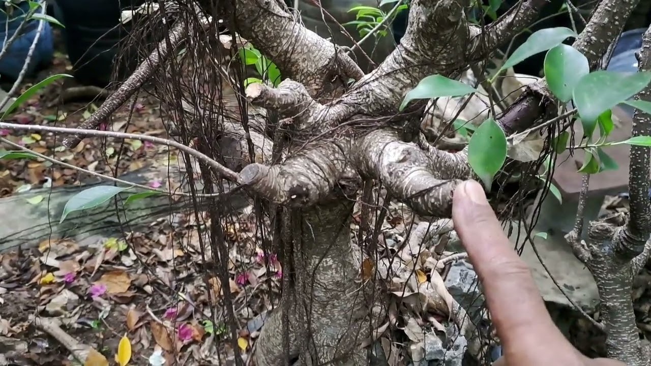 Не бойтесь обрезать наш материал для бонсай Kimeng, если не сейчас, то когда же еще...