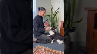 Download Lagu Wellness Kittles - Guilt Free Cat Treats MP3 Download Lagu Wellness Kittles - Guilt Free Cat Treats MP3