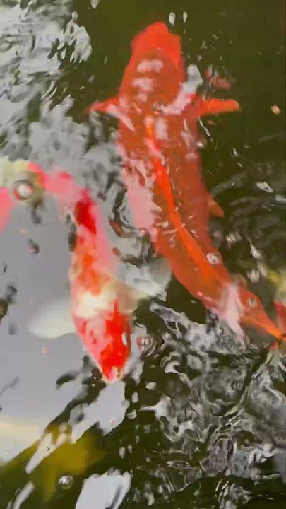 #koi #asmr #japanesekoifish #shorts #youtubeshorts