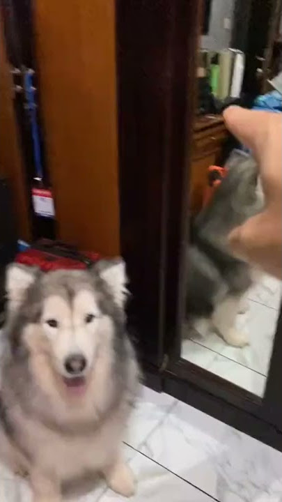 TIKTOK EZRON TARIGAN (SPIKE) P.95 MUKA SPIKE WAKTU MASIH KECIL ❤