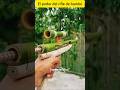 El poder del rifle de bambú #viral #shorts #facts #experimento #bambu #curioso  #parati  #shortvideo