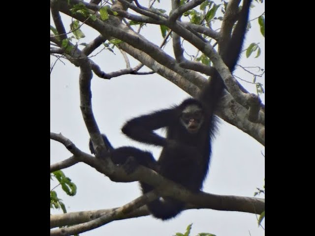 Macaco-aranha-preto-de-cara-preta da espécie ateles chamek