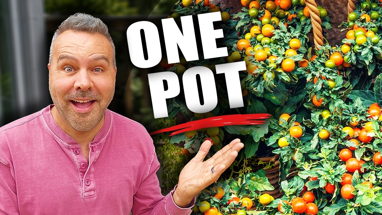 Grow TONS of Cherry Tomatoes in ONE Pot